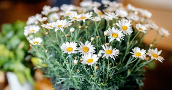 Floreciendo en Seco: Las 7 Mejores Plantas para una Terraza Resistente al Calor