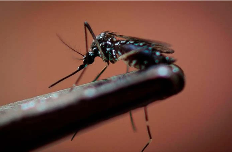 Salud confirma más de 22 mil casos de dengue en México: Guerrero, Tabasco y Veracruz, los más afectados